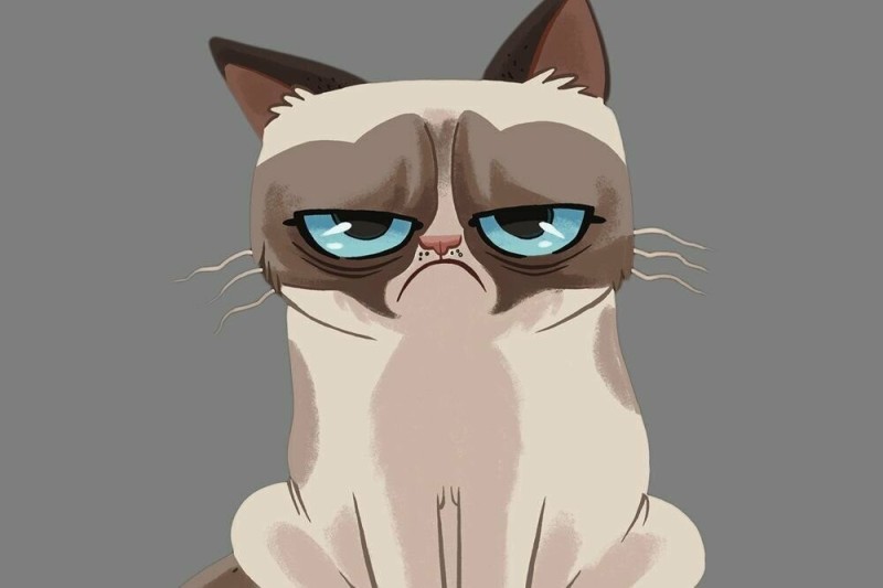 Создать мем: grumpy cat, злой кот, недовольный кот