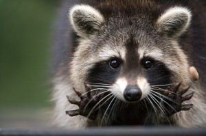 Create meme: cool enotice, pictures of raccoons, raccoon gargle
