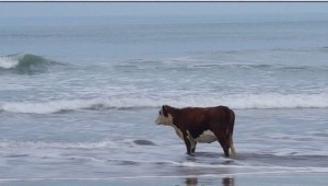 Создать мем: корова смотрит на море, корова в море, корова на берегу