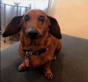 Create meme: dog Dachshund, Dachshund