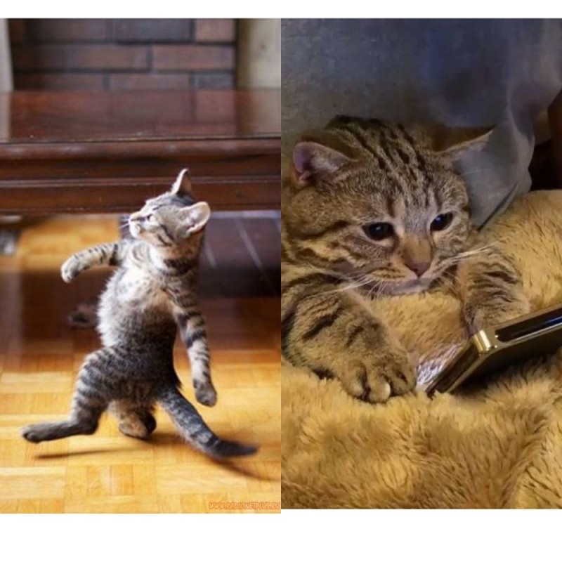 Создать мем: котик, смешные коты приколы, кот