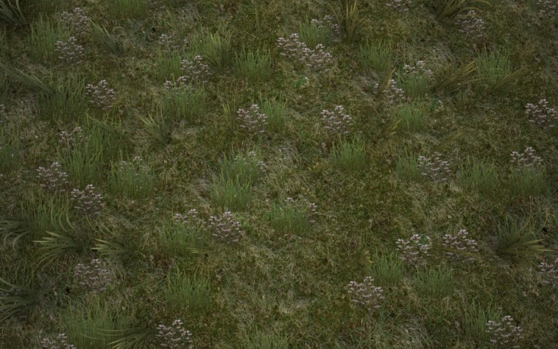 Create meme: plant , grass field, flowers of the tazheran steppes