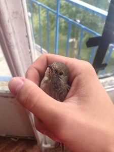 Create meme: little Sparrow, Sparrow