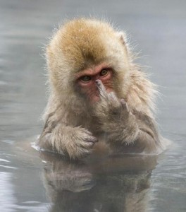 Create meme: the offended monkey, macaques, monkey