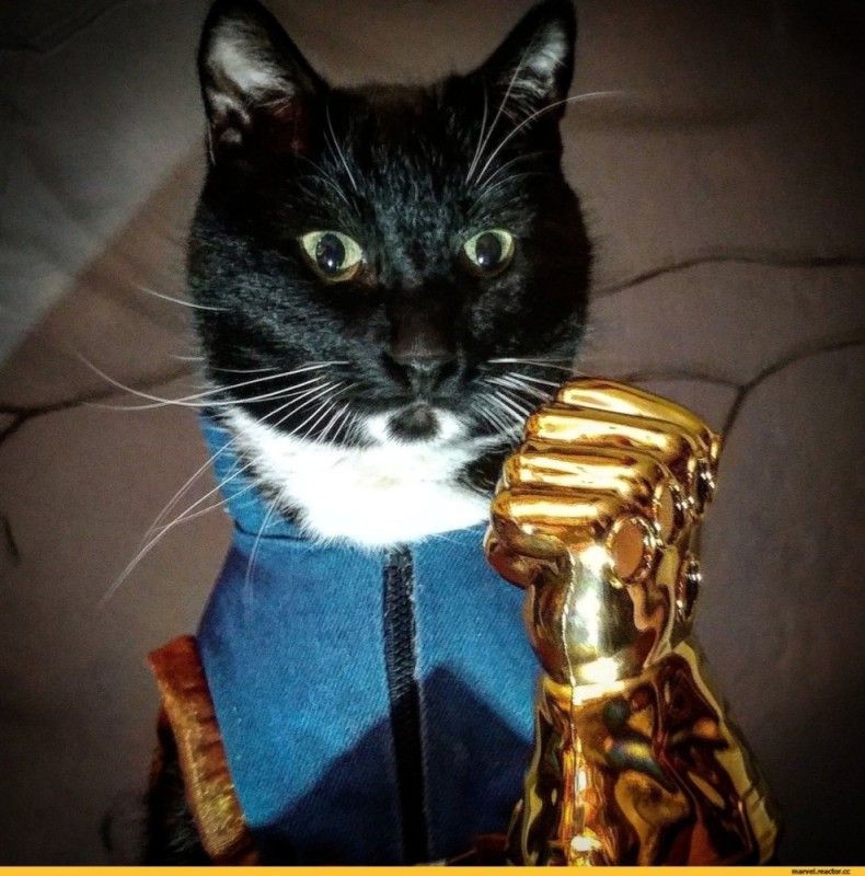 Создать мем: кот доктор стрэндж кот, крутой кот, коты супергерои