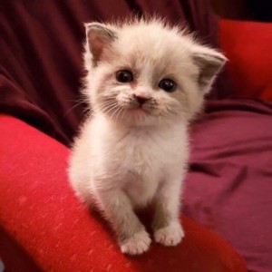 Create meme: kitty, adorable kittens, kitty smiles