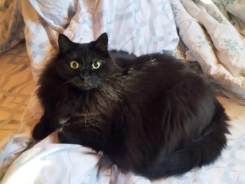 Создать мем: кошечка, йоркская шоколадная кошка, черный пушистый кот