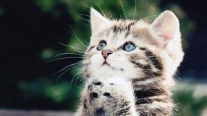 Create meme: adorable kittens, cat, cats