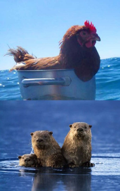 Create meme: The chicken is swimming, river otter, sea otters