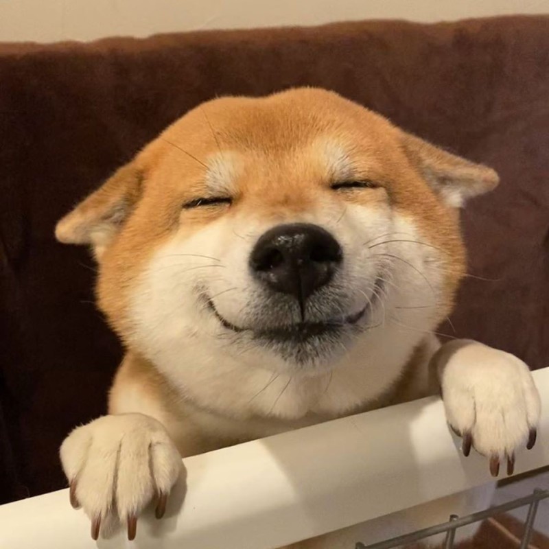 Создать мем: улыбающаяся собака из мема, щенок улыбака, собака улыбака
