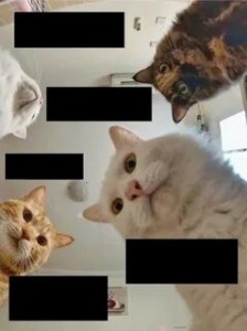 Create meme: the meme with the cat and the cat, meme cat, cat