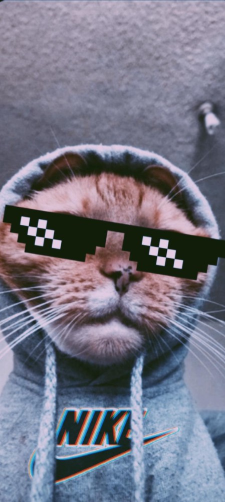 Создать мем: котики, милые котики, крутые коты
