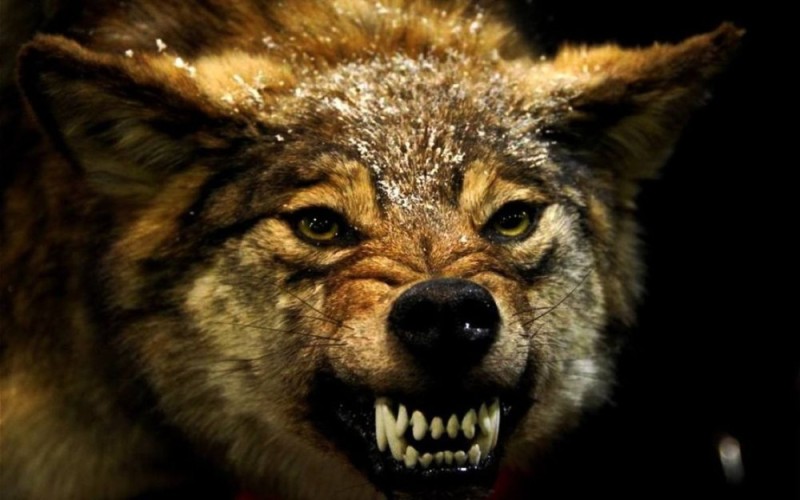 Create meme: the wolf grin, bad wolf, 1000 warface meat grinders