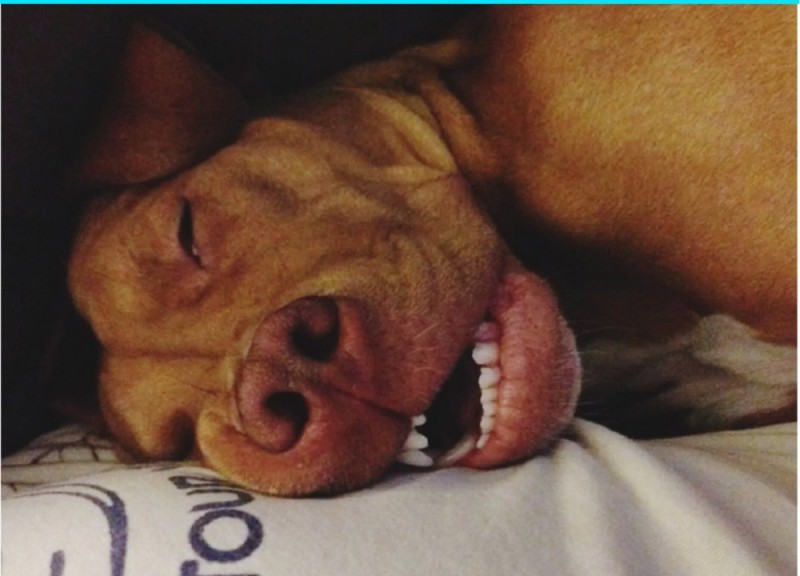 Create meme: sleeping animals are funny, funny sleeping dogs, funny animals 