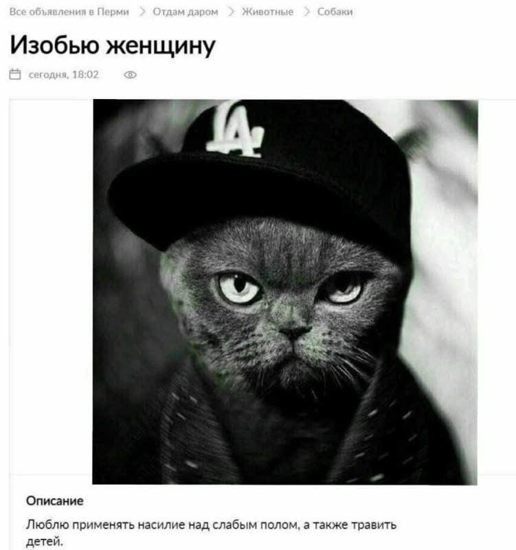 Создать мем: кот в кепке, смешные коты, коты