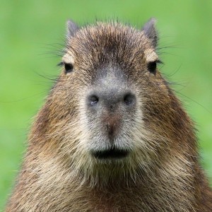 Create meme: a pet capybara, angry capybara, the capybara