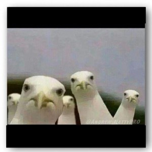 Создать мем: untitled seagull movie meme, best memes, животные мемы