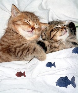 Создать мем: сладких снов, кошка спит с котенком, спящий котенок