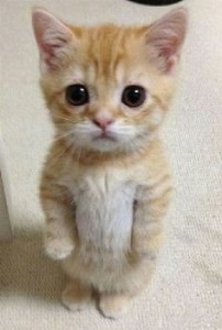 Create meme: cute kittens, cute cats funny, cute cats
