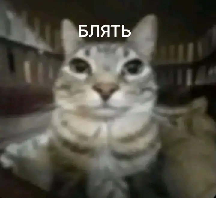 Create meme: my cat, Kote , cat smiles meme