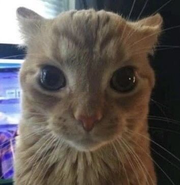Create meme: cat meme , With such a face, meme cat 