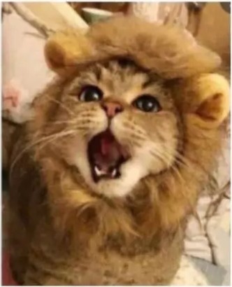 Создать мем: пушистый кот, смешные кошки, кот в костюме льва