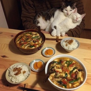 Создать мем: коты с едой, япония котики еда, ужин