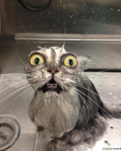 Создать мем: смешные коты, мокрая кошка, мокрый кот