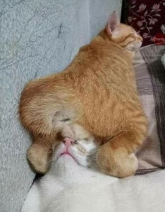 Создать мем: жирные кот и кошка любовь, cat funny, кошки смешные