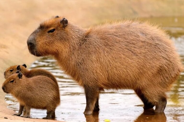 Create meme: capybaras , white capybara, the largest rodent is the capybara
