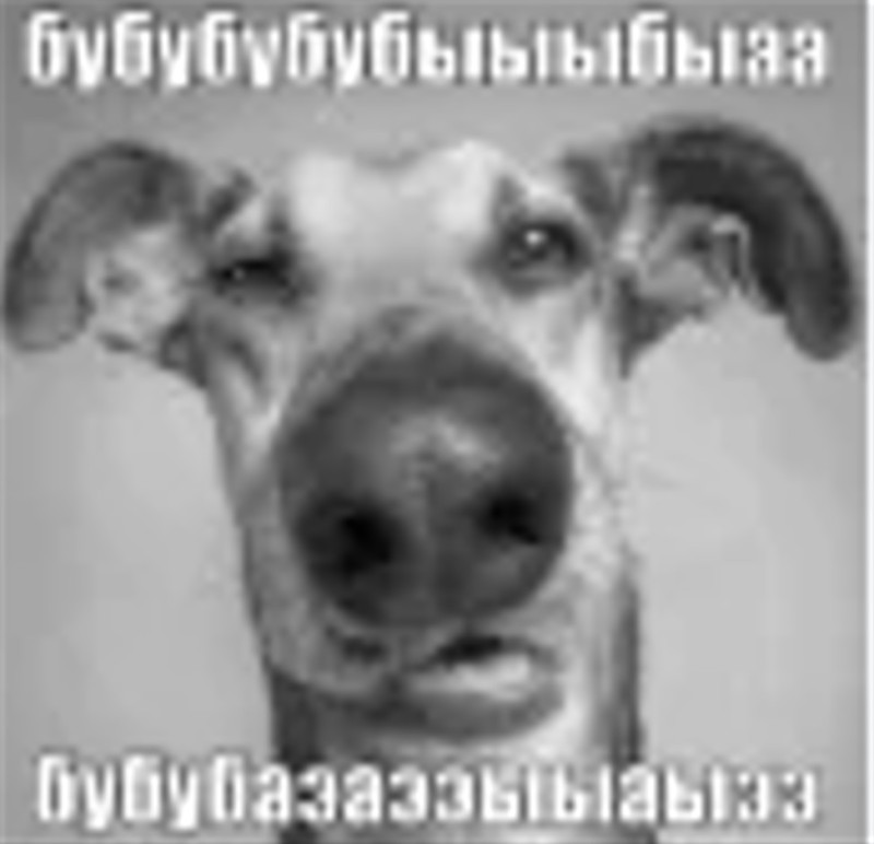 Create meme: the funny muzzles, fun with dogs , animals 