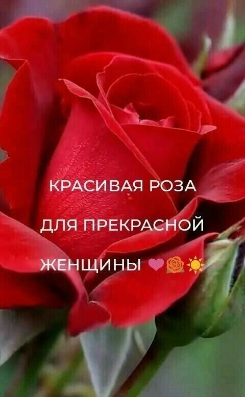 Create meme: the most beautiful rose, beautiful roses , roses are scarlet