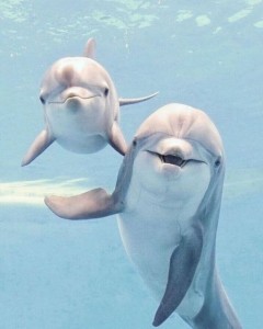 Create meme: Dolphin funny, funny dolphins, cute dolphins