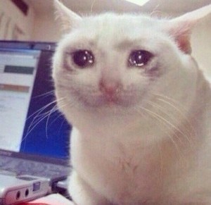 Создать мем: crying cat meme, грустный кот мем, грустный котик