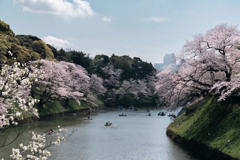 Создать мем: парки японии, сакура в токио, сад сакуры в японии