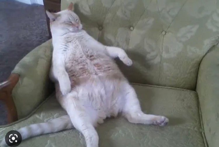 Создать мем: объевшийся кот, обожравшийся кот, толстый кот