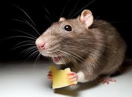 Create meme: rats in the house, rats, rat rat