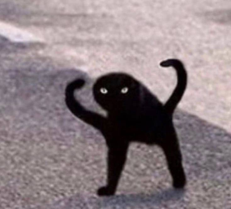 Create meme: joy original, joy, Shuka black cat meme, black cat meme joy