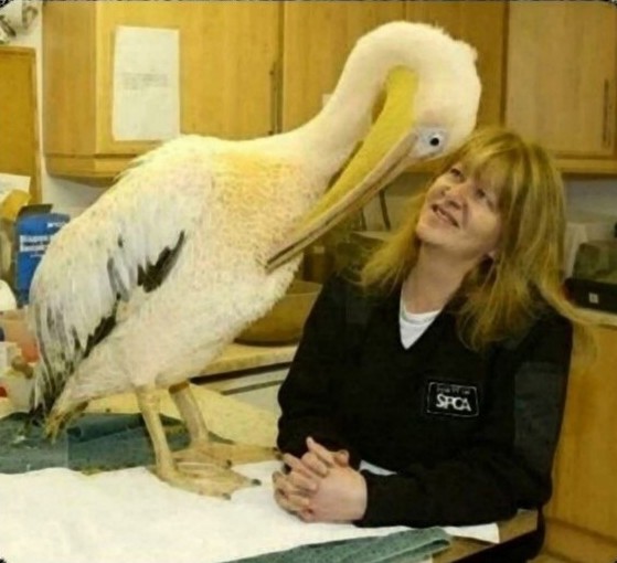 Создать мем: американский белый пеликан, пеликан гусь, пеликан на белом фоне