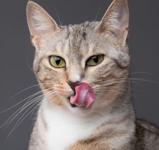 Создать мем: кошка язык, морда кота, кот
