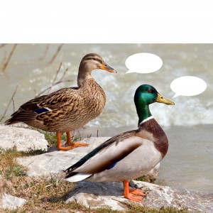 Create meme: the Bashkir duck, Mallard, duck home duck