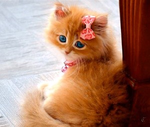 Create meme: a beautiful kitten with bow, cute kitty with a bow, cat