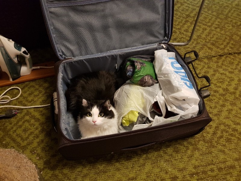 Create meme: a cat with luggage, a cat with a suitcase, cats with suitcases