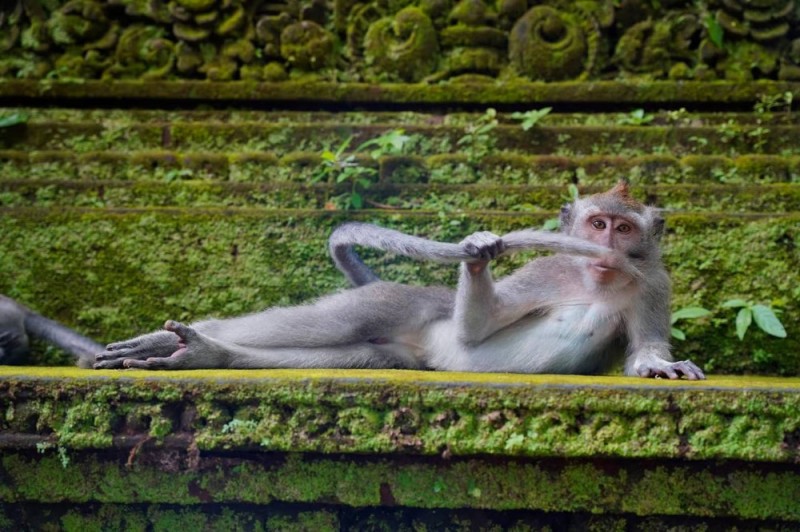 Create meme: little monkey, monkey forest in bali, monkey 