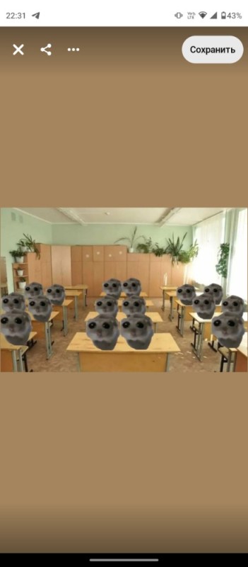 Create meme: owlets freshmen, owl owl, memes animals