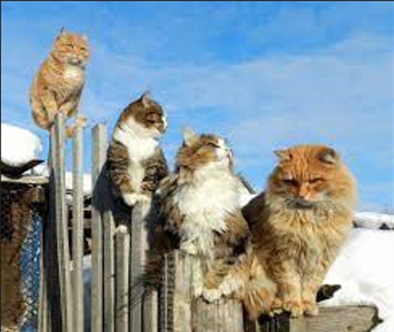 Создать мем: кошка, смешные мартовские коты, дворовый кот зимой