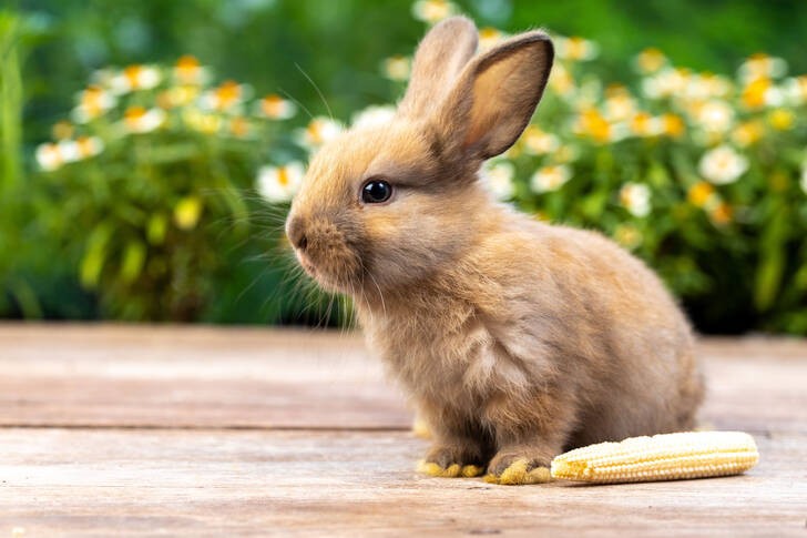 Create meme: animals rabbits, little bunnies, rabbit beautiful