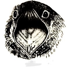 Create meme: bird drawing, beak , animals 