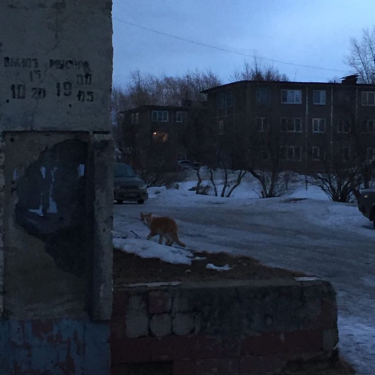 Create meme: ukhta yards, stray dogs , a dog on the street