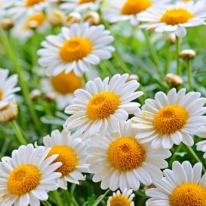 Create meme: chamomile large, white daisies, chamomile